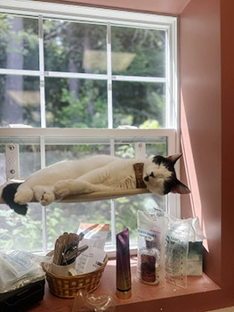 Burt in window