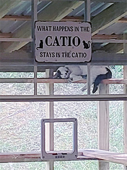 Burt in Catio