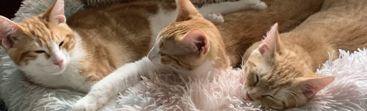 Three Orange Cats