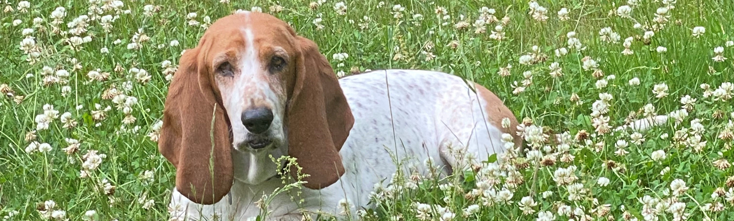 Tilly