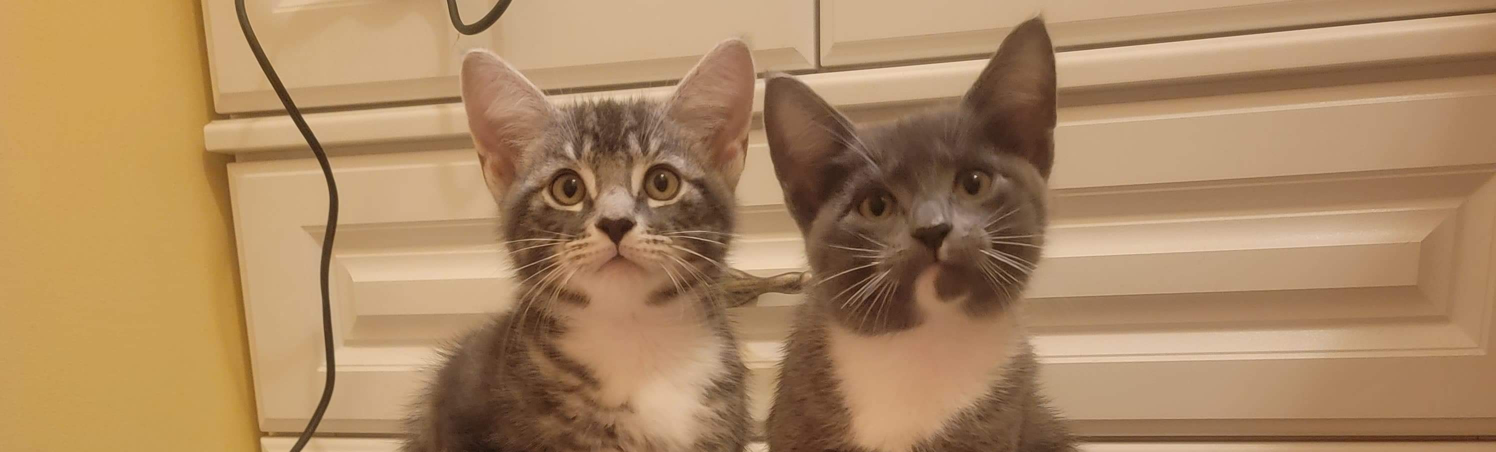 Tony & George